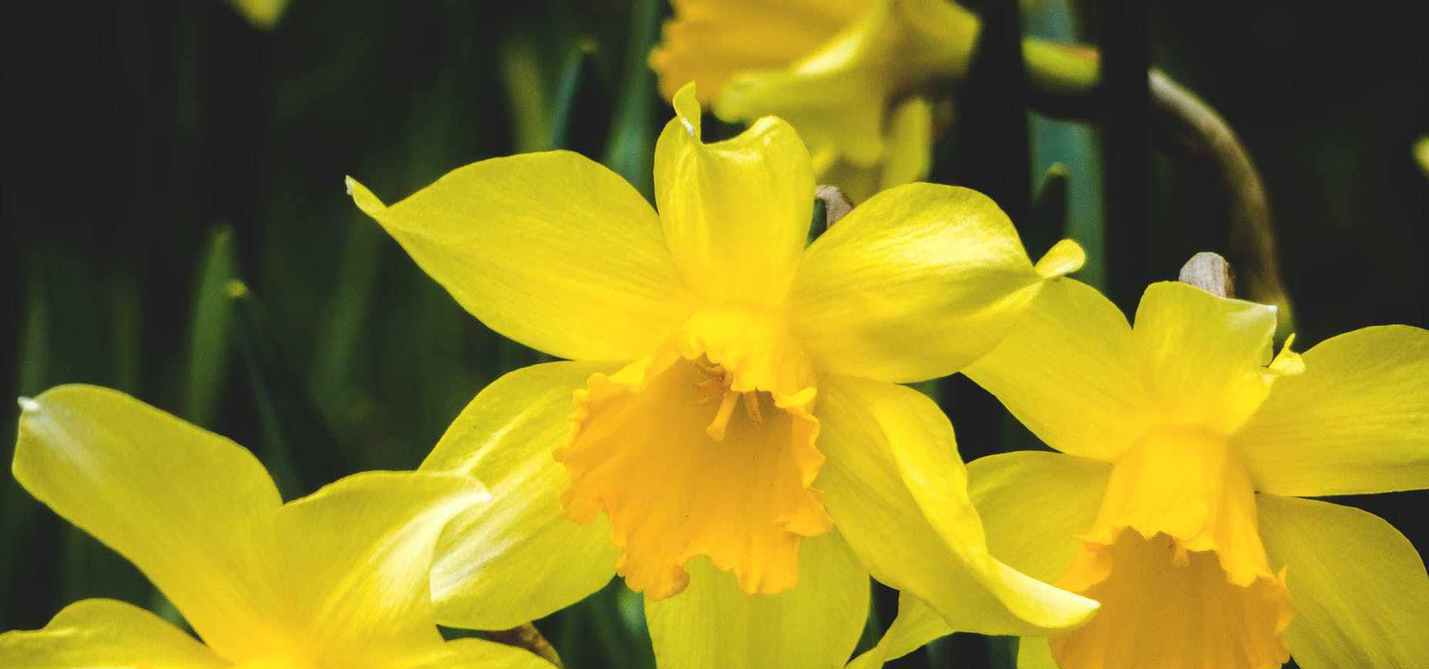 vegetation_daffodils-1